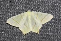 Ourapteryx sambucaria