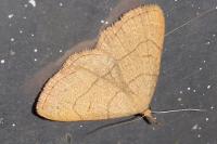 Paracolax tristalis