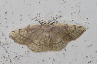 Stegania trimaculata