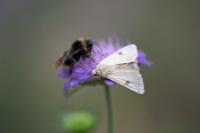 Heliothis peltigera