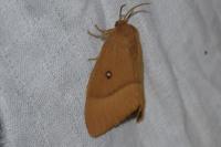 Lasiocampa quercus quercus