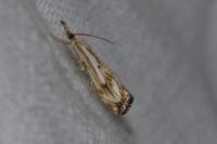 Catoptria falsella