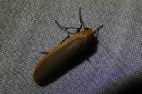 Katha depressa