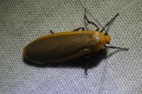 Katha depressa