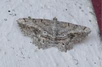 Chiasmia aestimaria