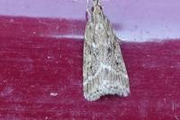 Eudonia pallida