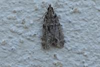 Eudonia