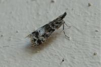 Eudonia