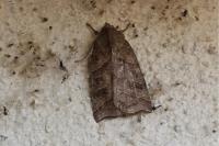 Ipimorpha retusa