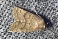 Hoplodrina blanda