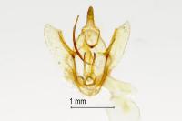 Pachycnemia hippocastanaria hippocastanaria