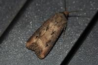 Agrotis ipsilon