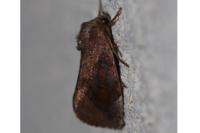 Cosmia pyralina
