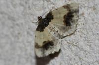 Ligdia adustata