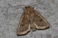 Hoplodrina octogenaria/alsinides