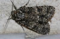 Acronicta rumicis/auricoma/menyanthidis/euphorbiae