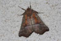 Scoliopteryx libatrix