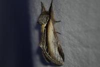 Pheosia tremula