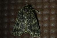 Acronicta rumicis