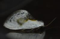 Cilix glaucata/hispanica
