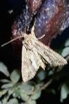 Apamea monoglypha monoglypha