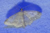 Idaea biselata