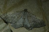 Cataclysme riguata