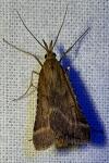 Synaphe punctalis