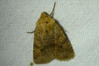 Conistra rubiginea