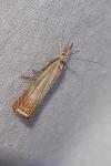 Chrysoteuchia culmella