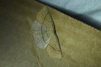 Cyclophora ruficiliaria