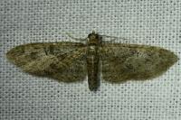 Eupithecia abbreviata