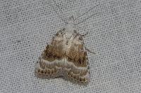 Meganola albula
