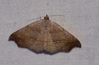 Laspeyria flexula