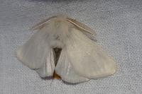 Euproctis chrysorrhoea