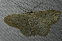 Scopula marginepunctata