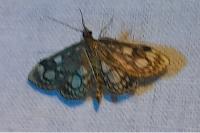Anania coronata