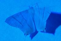 Ourapteryx sambucaria