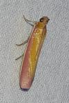 Oncocera semirubella