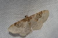 Idaea rusticata