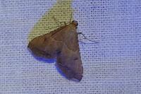 Endotricha flammealis