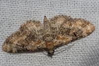 Eupithecia pulchellata