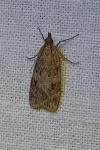 Scoparia ambigualis/basistrigalis