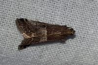 Acrobasis
