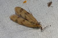 Homoeosoma sinuella