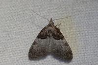Nola cucullatella/tutulella