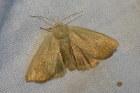 Arenostola phragmitidis
