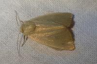Arenostola phragmitidis