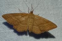 Idaea ochrata