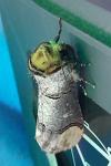 Phalera bucephala